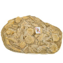 Mosasaurus Vertebrae - Fossil In Jacket - Statement Specimen