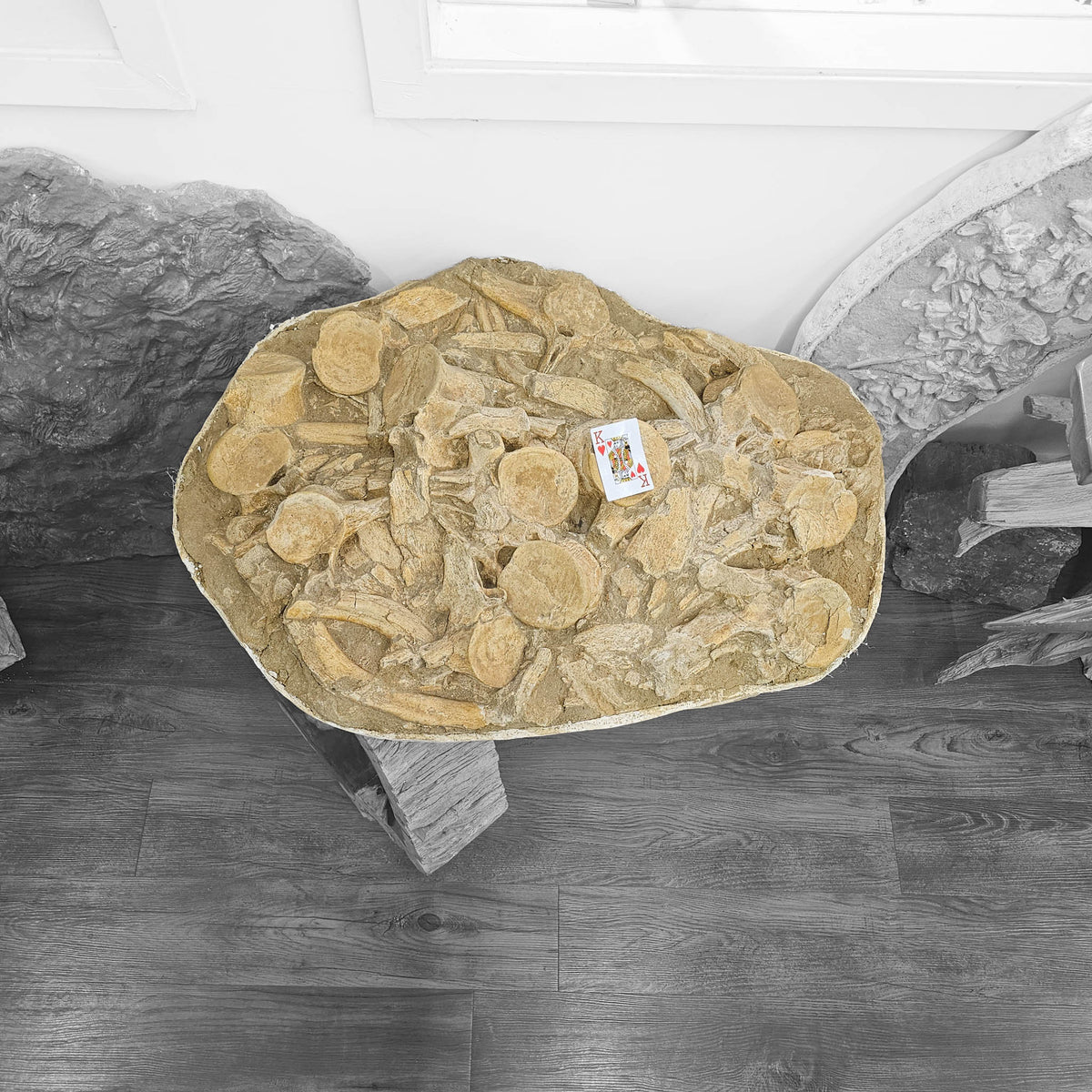 Mosasaurus Vertebrae fossil in jacket statement specimen.