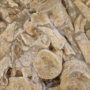 Mosasaurus Vertebrae - Fossil In Jacket - Statement Specimen