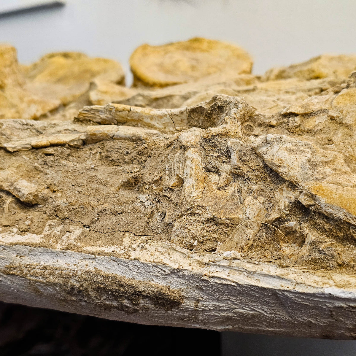 Mosasaurus Vertebrae fossil in jacket statement specimen.