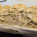Mosasaurus Vertebrae - Fossil In Jacket - Statement Specimen