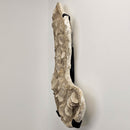 Mosasaurus Vertebrae - Wall Mount - Statement Specimen