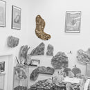 Mosasaurus Vertebrae - Wall Mount - Statement Specimen