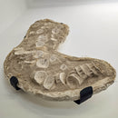 Mosasaurus Vertebrae - Wall Mount - Statement Specimen