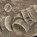 Mosasaurus Vertebrae - Wall Mount - Statement Specimen