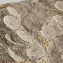 Mosasaurus Vertebrae - Wall Mount - Statement Specimen
