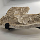 Mosasaurus Vertebrae - Wall Mount - Statement Specimen