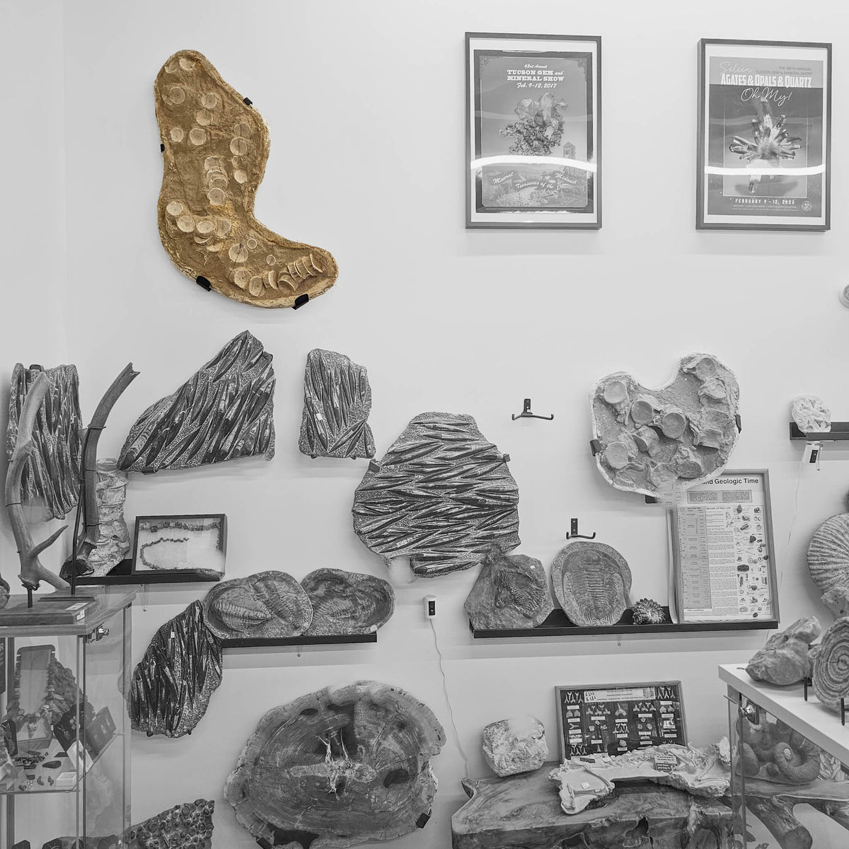 Mosasaurus Vertebrae wall mount statement specimen.