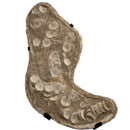 Mosasaurus Vertebrae - Wall Mount - Statement Specimen
