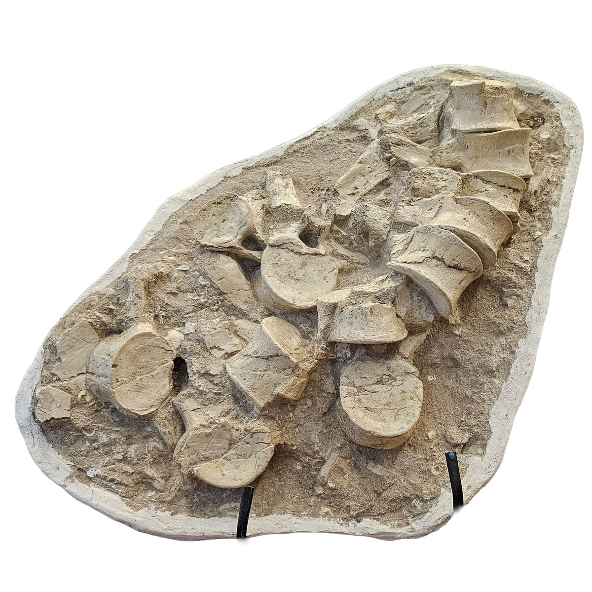 Mosasaurus Vertebrae fossil in jacket statement specimen.