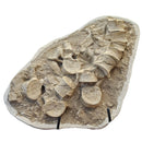 Mosasaurus Vertebrae - Fossil In Jacket - Statement Specimen