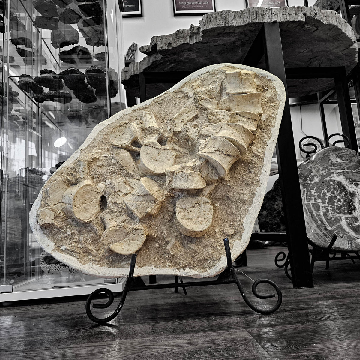 Mosasaurus Vertebrae fossil in jacket statement specimen.