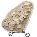 Mosasaurus Vertebrae - Fossil In Jacket - Statement Specimen