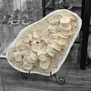 Mosasaurus Vertebrae - Fossil In Jacket - Statement Specimen