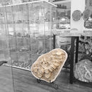 Mosasaurus Vertebrae - Fossil In Jacket - Statement Specimen