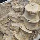 Mosasaurus Vertebrae - Fossil In Jacket - Statement Specimen
