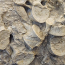 Mosasaurus Vertebrae - Fossil In Jacket - Statement Specimen