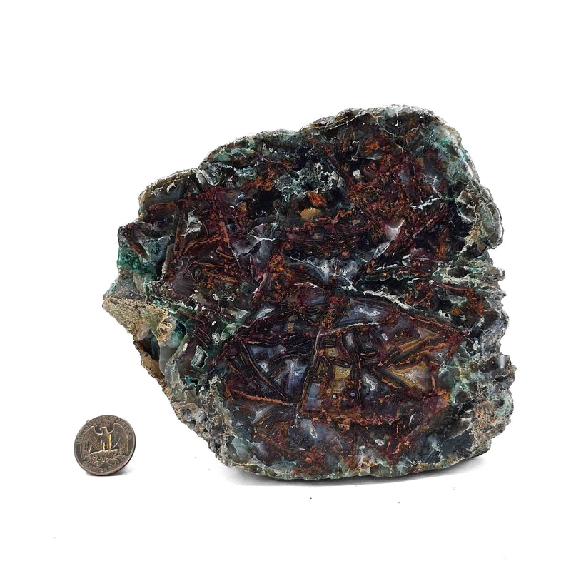 Native Copper in Chrysocolla - Polished Cut Face