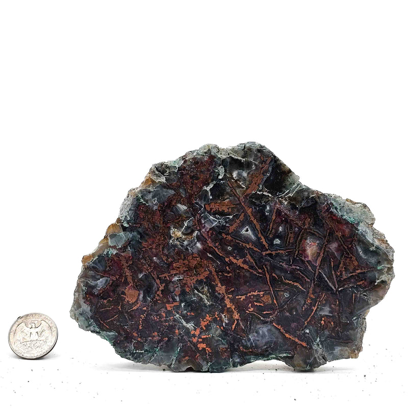 Native Copper in Chrysocolla - Polished Cut Face