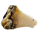 Opalized Wood (No Fire) - Fossil - Rough - Nevada, USA