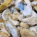 Opalized Wood (No Fire) - Fossil - Rough - Nevada, USA