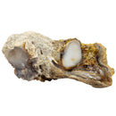 Opalized Wood (No Fire) - Fossil - Rough - Nevada, USA