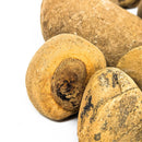 Ochre (Paint Pigment) - Rough