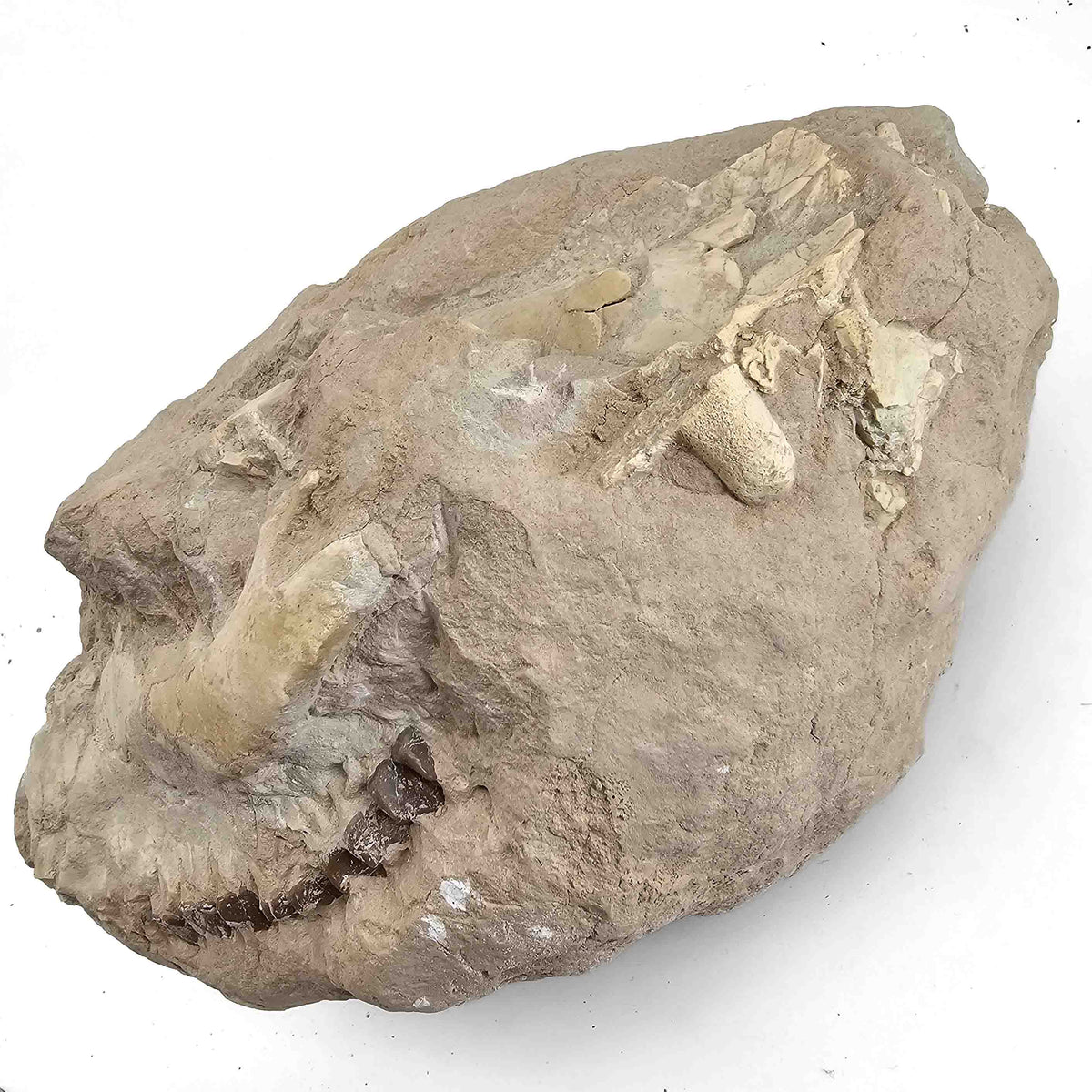 Oreodont M. Culbertsoni Skull (unworked) fossil specimen, Brule Formation, Early Oligocene.