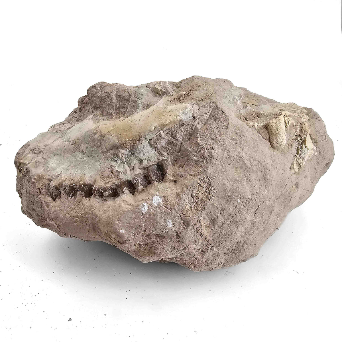 Oreodont M. Culbertsoni Skull (unworked) fossil specimen, Brule Formation, Early Oligocene.
