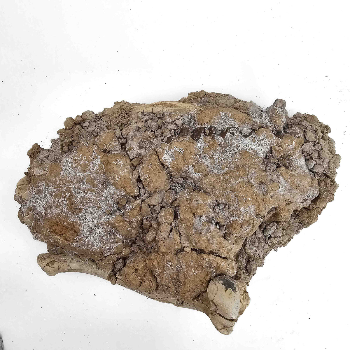 Oreodont M. Culbertsoni Bone (unworked) fossil specimen, Brule Formation, Early Oligocene.