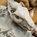 Oreodont - Full Body - Fossil Statement Specimen