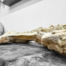 Oreodont - Full Body - Fossil Statement Specimen