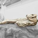 Oreodont - Full Body - Fossil Statement Specimen