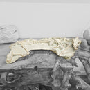 Oreodont - Full Body - Fossil Statement Specimen