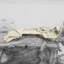 Oreodont - Full Body - Fossil Statement Specimen