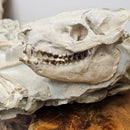 Oreodont - Full Body - Fossil Statement Specimen