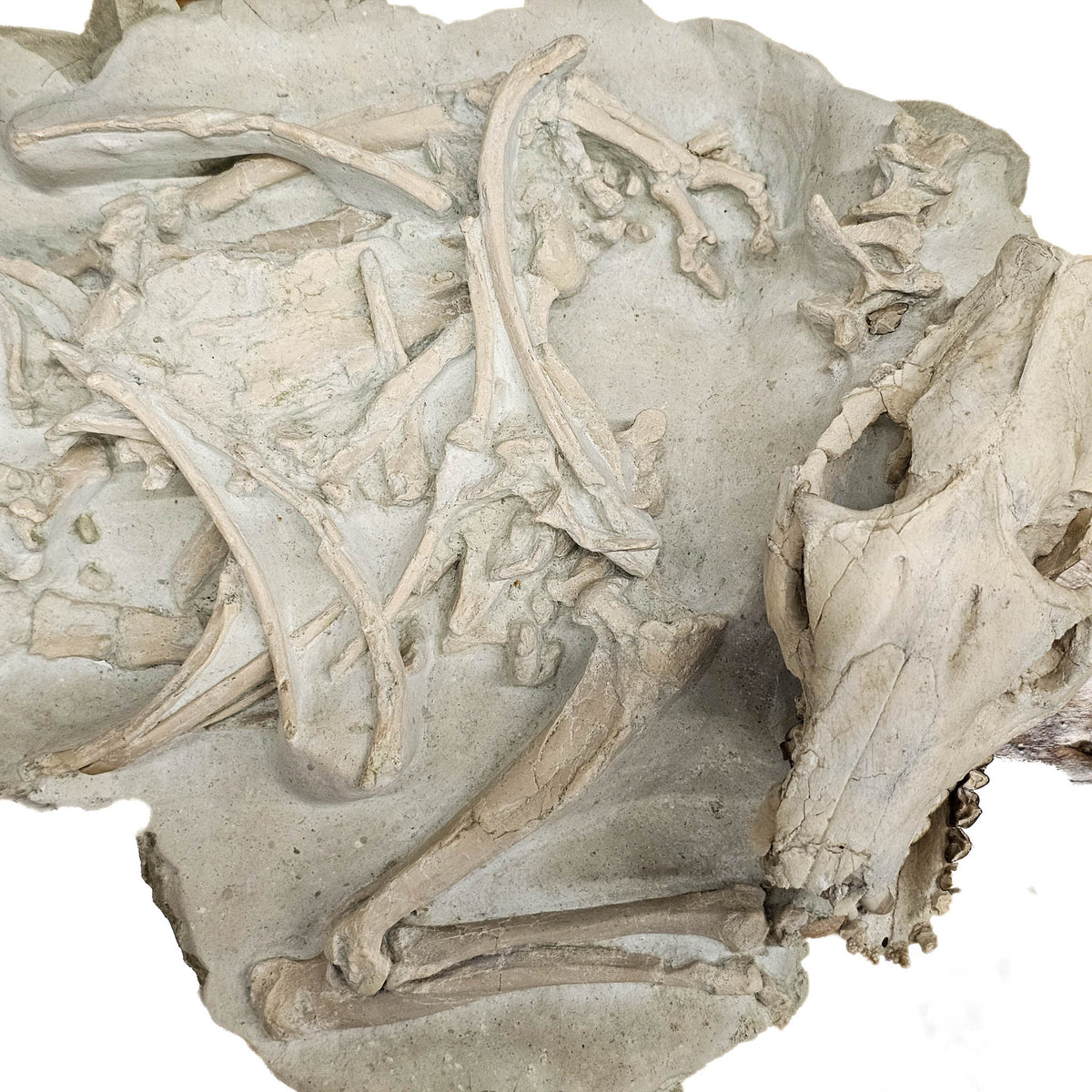 Oreodont full body fossil statement specimen from White River Badlands, South Dakota, USA, Brule Formation, Early Oligocene.