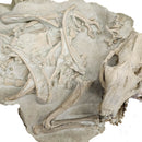 Oreodont - Full Body - Fossil Statement Specimen