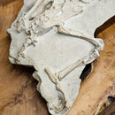 Oreodont - Full Body - Fossil Statement Specimen