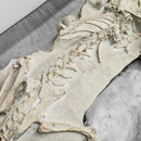 Oreodont - Full Body - Fossil Statement Specimen