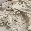 Oreodont - Full Body - Fossil Statement Specimen