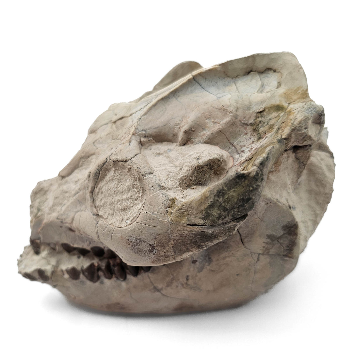 Oreodont Skull (Full) fossil specimen from White River Badlands, South Dakota, USA, Brule Formation, Early Oligocene.