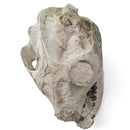 Oreodont Skull (Full)- Fossil Specimen