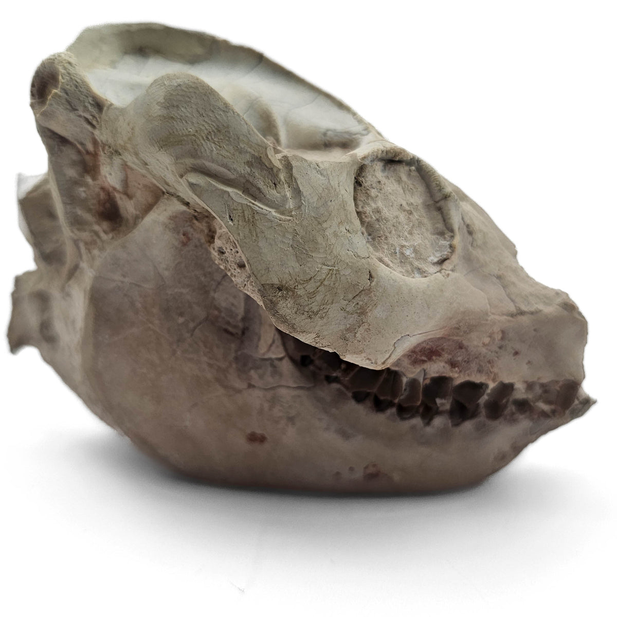 Oreodont Skull (Full) fossil specimen from White River Badlands, South Dakota, USA, Brule Formation, Early Oligocene.