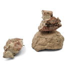 Oreodont Skull on Base - Fossil Specimen