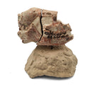 Oreodont Skull on Base - Fossil Specimen