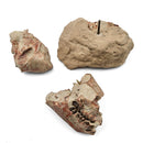 Oreodont Skull on Base - Fossil Specimen
