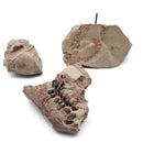 Oreodont Skull on Base - Fossil Specimen
