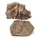 Oreodont Skull on Base - Fossil Specimen