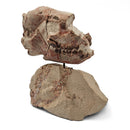 Oreodont Skull on Base - Fossil Specimen